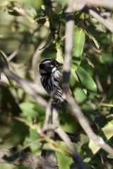 Phylidonyris novaehollandiae