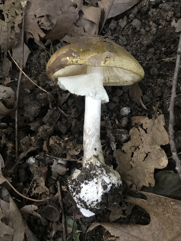 Amanita phalloides · February 2023 · photo: © tutitah (iNaturalist, cc0)