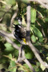 Phylidonyris novaehollandiae