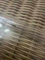 Odontomachus ruginodis