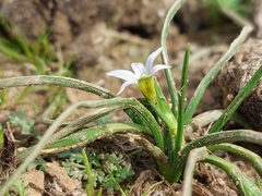 Romulea columnae