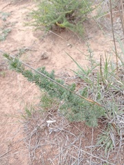 Asparagus suaveolens
