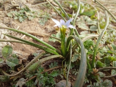 Romulea columnae
