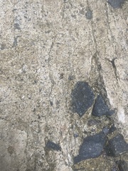 Camponotus chazaliei