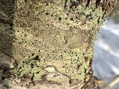 Bacidia schweinitzii