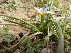 Romulea columnae