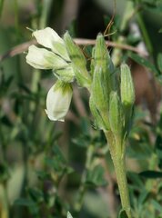 Onosma tanaitica
