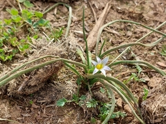 Romulea columnae