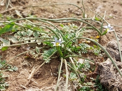 Romulea columnae