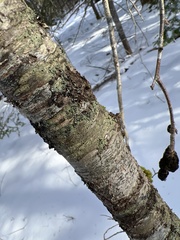 Bacidia schweinitzii