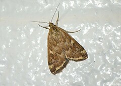 Loxostege munroealis