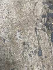 Camponotus chazaliei