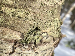 Bacidia schweinitzii