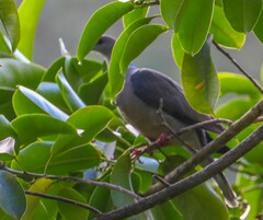 Patagioenas caribaea