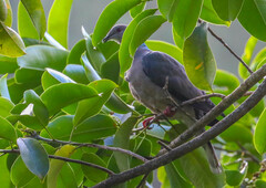 Patagioenas caribaea