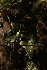Smilax aspera aspera