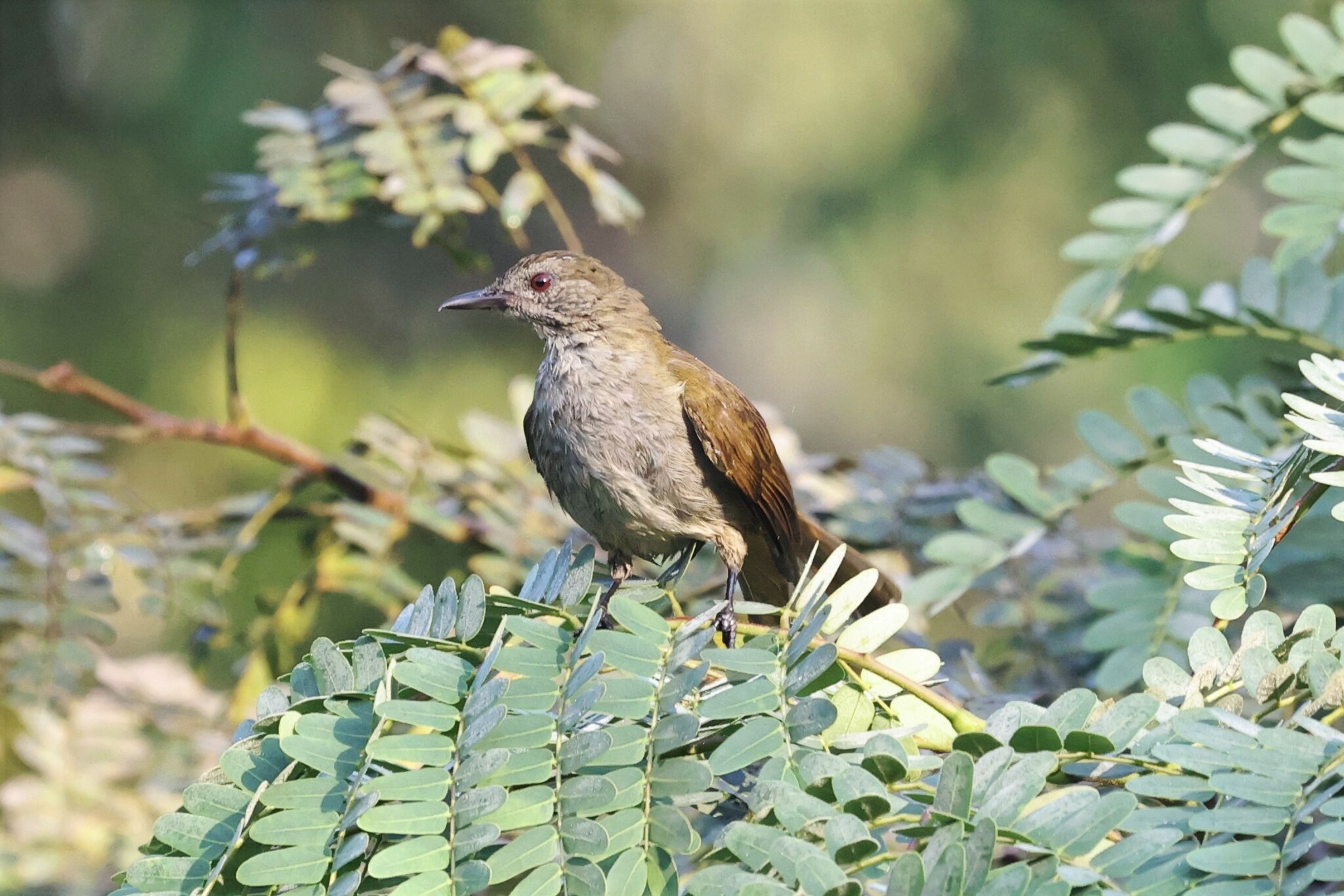 Slender-billed Greenbul (Stelgidillas gracilirostris), photo 1