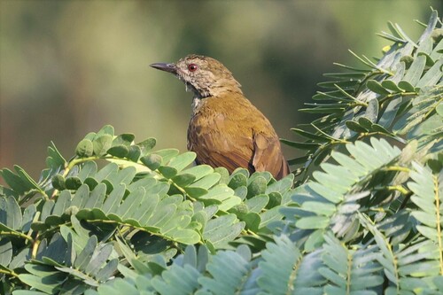 Slender-billed Greenbul (Stelgidillas gracilirostris), photo 6