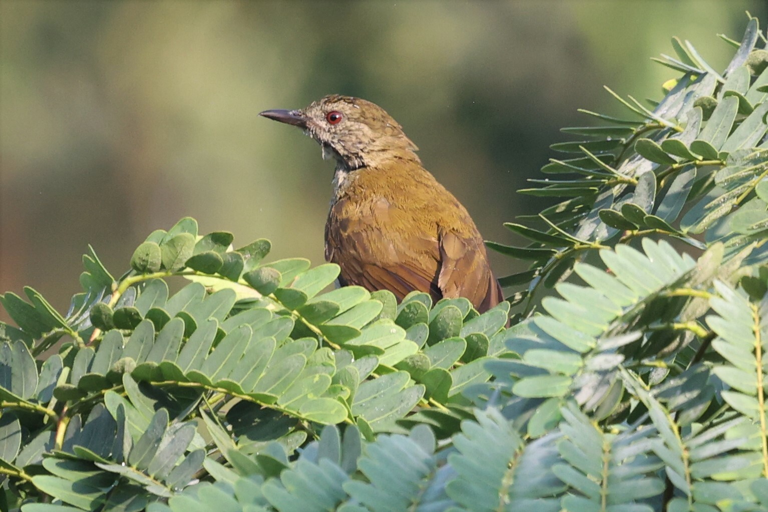 Slender-billed Greenbul (Stelgidillas gracilirostris), photo 2
