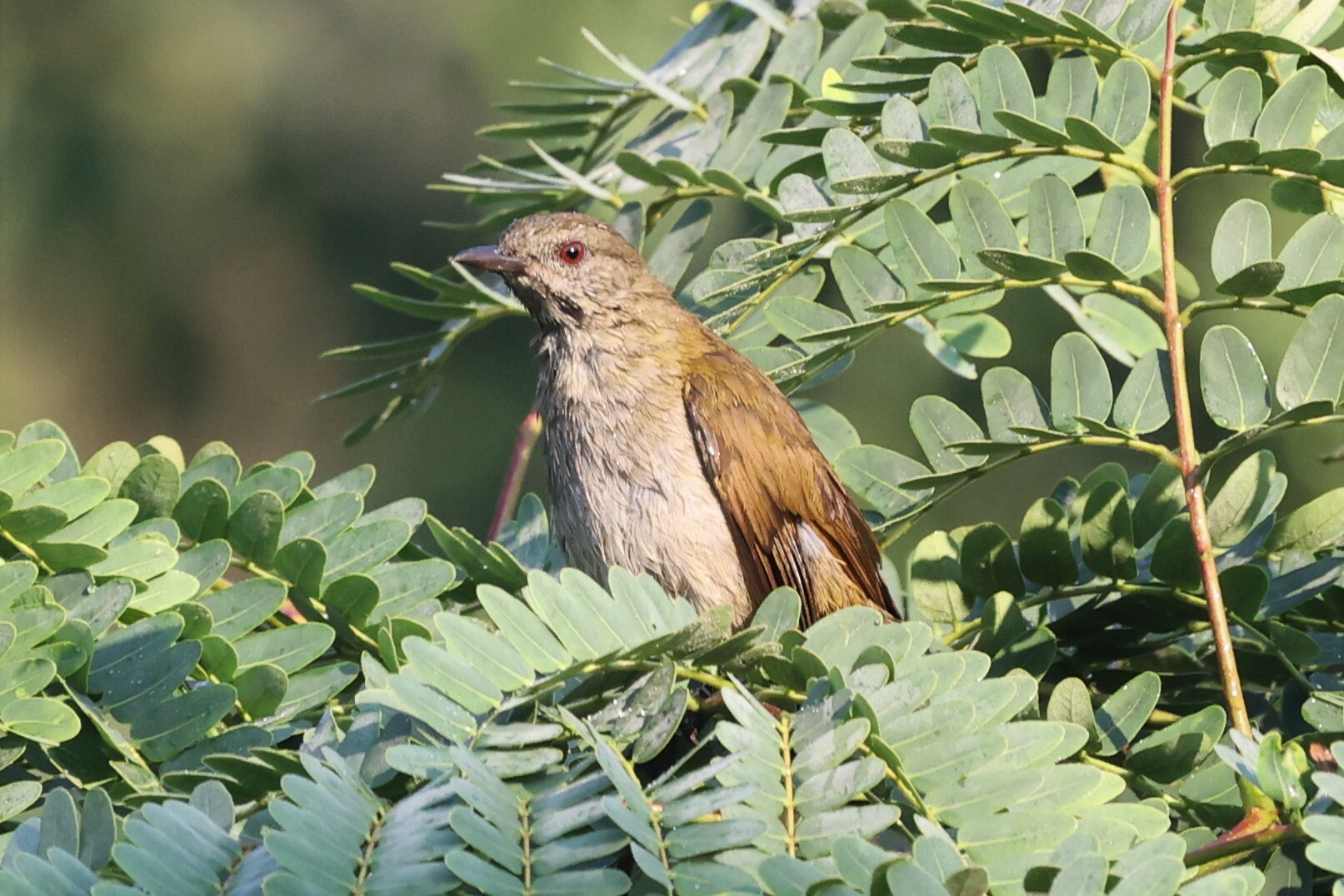 Slender-billed Greenbul (Stelgidillas gracilirostris), photo 3