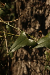 Smilax aspera aspera