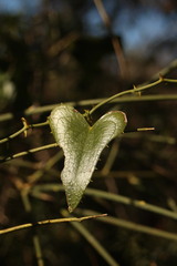 Smilax aspera aspera