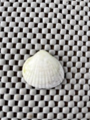 Cerastoderma edule
