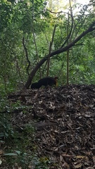 Alectura lathami lathami