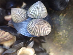 Siphonaria funiculata