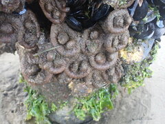 Pyura doppelgangera