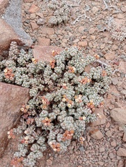 Crassula corallina
