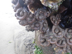 Pyura doppelgangera