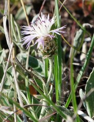 Psephellus carbonatus