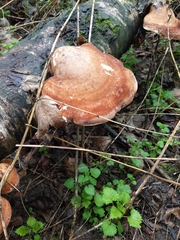 Fomitopsis betulina