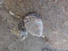 Bembicium auratum