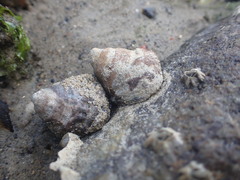 Bembicium auratum