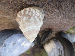 Bembicium auratum