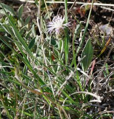 Psephellus carbonatus