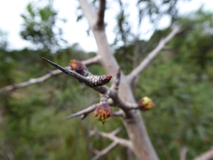 Pyrus bourgaeana
