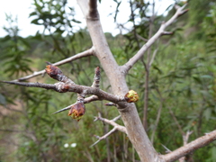 Pyrus bourgaeana
