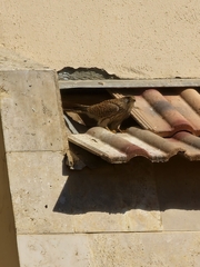 Falco tinnunculus