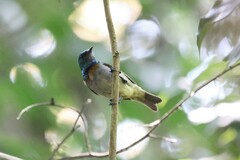 Anthreptes rectirostris