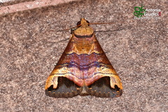 Bocula tuhanensis