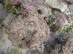 Pyura doppelgangera