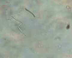 Cyanobacteria