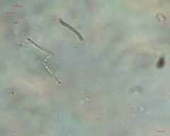 Cyanobacteria