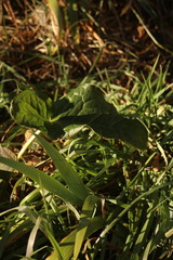 Arum italicum