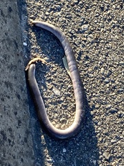 Typhlopidae