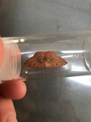 Cyclophora puppillaria