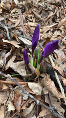 Crocus vernus
